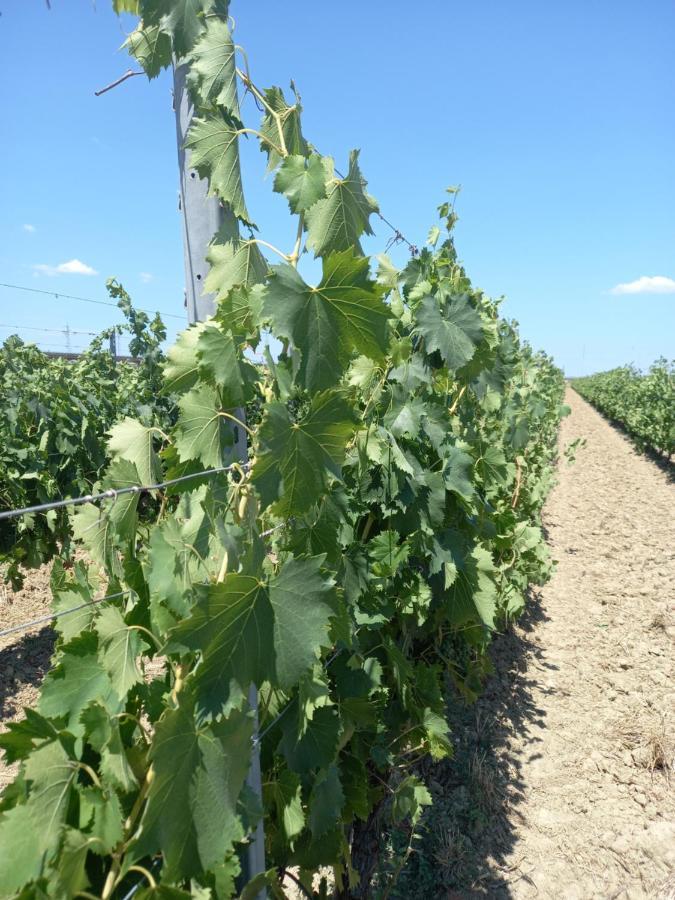 La Quiete Tra Le Vigne Tuscany Collesalvetti Exterior foto