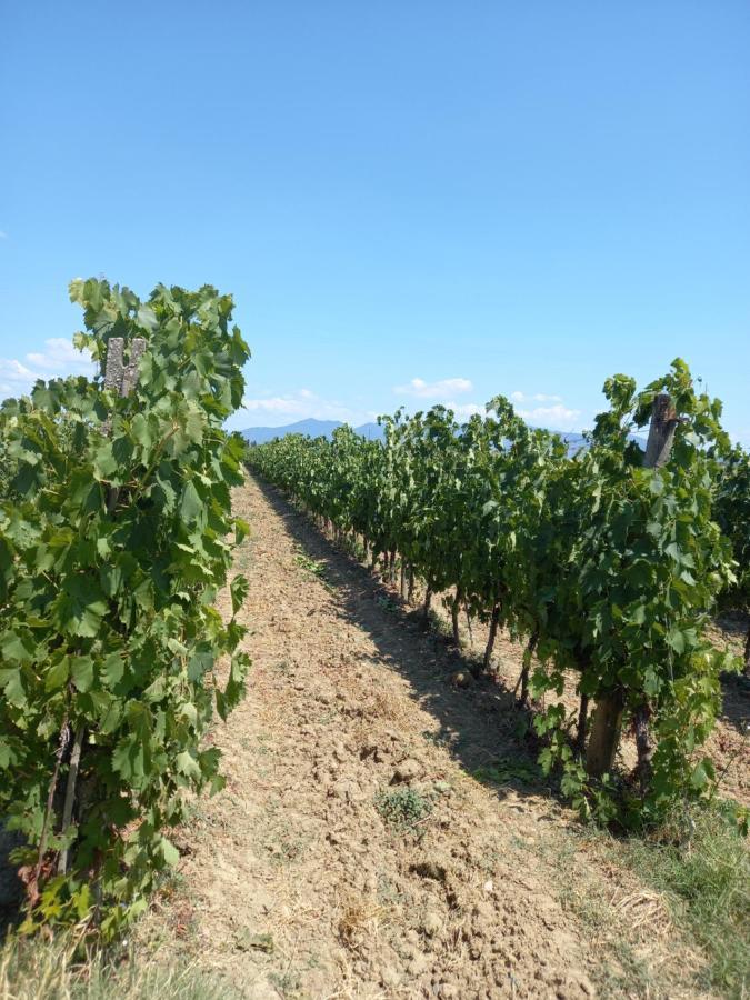 La Quiete Tra Le Vigne Tuscany Collesalvetti Exterior foto
