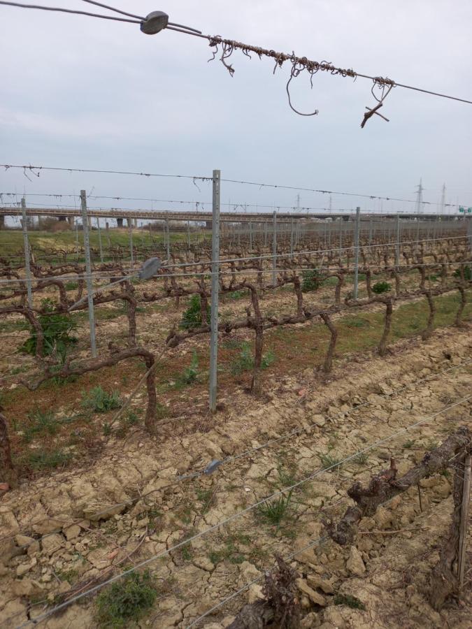 La Quiete Tra Le Vigne Tuscany Collesalvetti Exterior foto