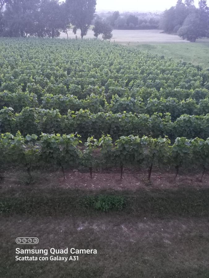 La Quiete Tra Le Vigne Tuscany Collesalvetti Exterior foto